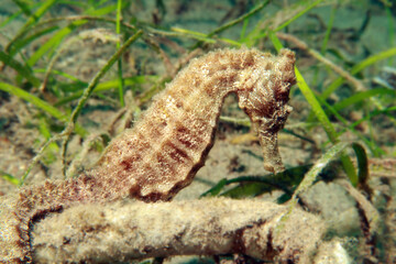 spiny seahorse (Hippocampus histrix), also known as the thorny seahorse. 