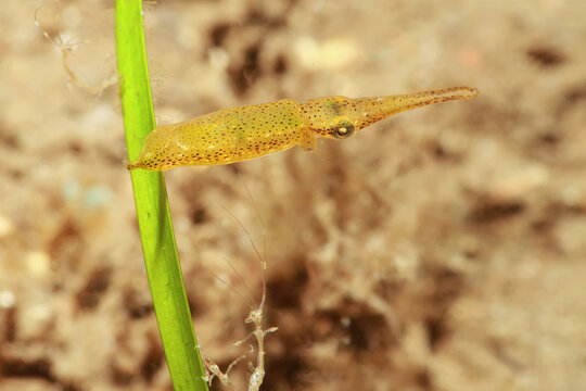 Pygmy squids are the smallest known cephalopods in the world