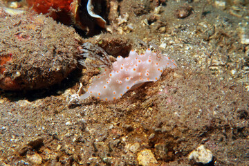 Halgerda Batangas from the Philippines