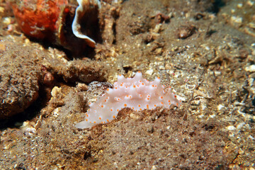 Halgerda Batangas from the Philippines