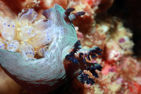 Sea squirts or tunicates, Clavellina moluccensis