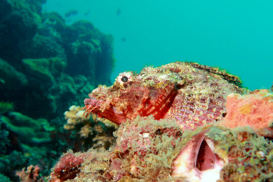 Flathead scorpionfish, tasseled scorpionfish, or small-scaled scorpionfish (Scorpaenopsis barbata) 