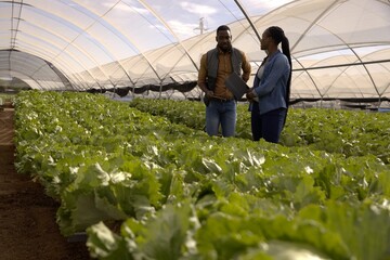 African American colleagues walking in greenhouse examining lettuce while using tablet and folder