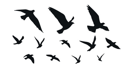 Twelve Pigeon in black and white vector-PNG