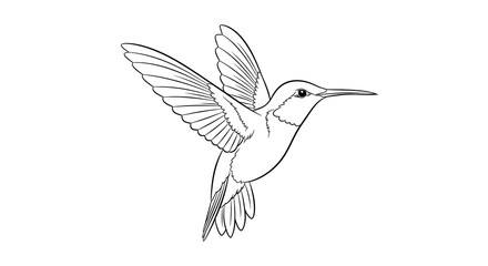 Fototapeta premium A detailed line drawing of a hummingbird in mid flight isolated on white background with intricate feather patterns and outstretched wings