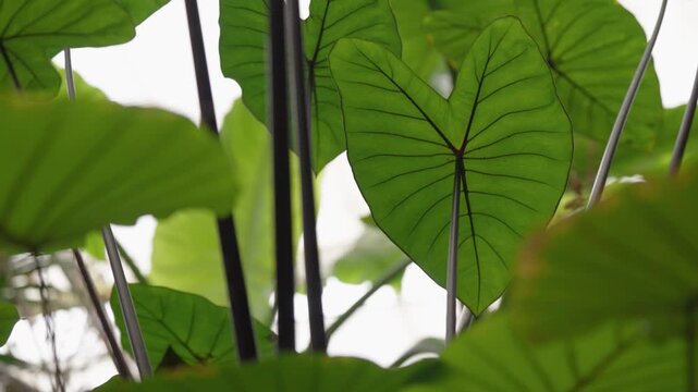 Multiple Colocasia esculenta plant leaves in a rainforest environment