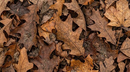 A pile of dry brown leaves on the ground
