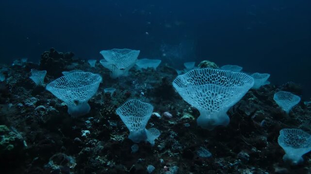 Delicate Glass Sponge Forming Intricate Lattice Structure