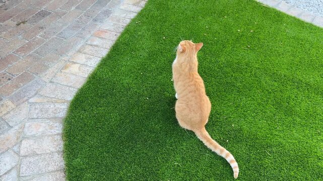 A cat sits in a backyard in Cape Town, South Africa.