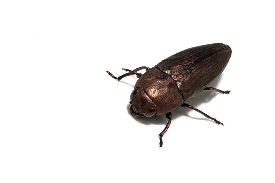 Macro of Sphenoptera Beetle Isolated on White Background
