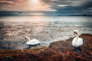 The Golden Hour of the Swans
