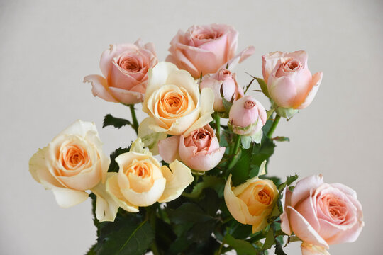 野薔薇」の写真素材 | 45,276件の無料イラスト画像 | Adobe Stock