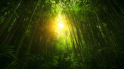 Sunlight breaks through tall bamboo trees in a dense forest during afternoon hours