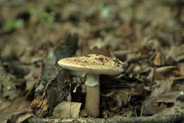 Amanita rubescens mushroom growing beside fallen branch forest floor