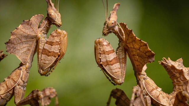 Two praying mantises perched on a leaf
