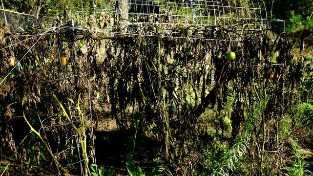 Withered tomato plants tangled to round cage trellis after first frost killed most crops overnight