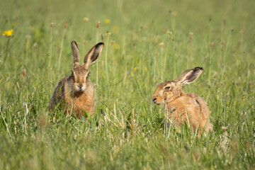 Obraz premium two Brown hare playing in field 