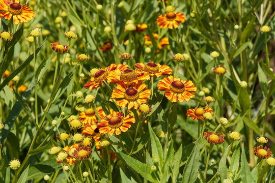 Sneezeweed flowers (Helenium cultorum) daisy-like with dome-shaped brown central discs surrounded by bright orange to rusty petals atop upright  stems bearing ovate to lance-shaped green leaves