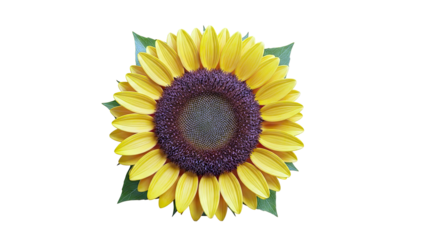 Close-up of a bright yellow sunflower with green leaves