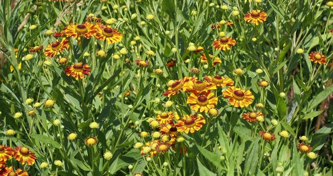 Helenium cultorum -  Beautiful clump of hybrid sneezeweed or helenium autumnale flowers with yellow and copper-red petals above columnar stems adorned with lanceolate green foliage 
