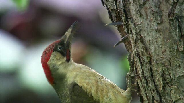 woodpecker revealing tongue after feeding young at tree hole