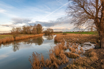 Fototapeta premium A Dutch nature reserve with bare trees, yellowed reeds, and a mirror-smooth water surface of a natural stream at the end of a windless winter day.