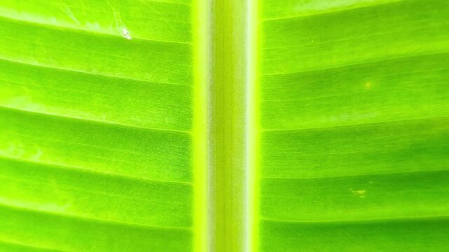 A close-up of a vibrant green banana leaf background featuring a midrib and symmetrical veins. The concept focuses on organic minimalism, natural patterns, and lush tropical growth.