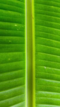 A close-up of a vibrant green banana leaf background featuring a midrib and symmetrical veins. The concept focuses on organic minimalism, natural patterns, and lush tropical growth.
