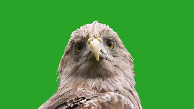 White-tailed Eagle looking in different directions on a green screen