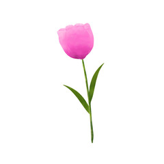 Obraz premium pink tulip isolated, flower watercolor illustration with transparent background 