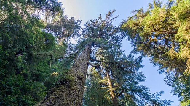 Low-angle view looking up at a massive, old-growth Sitka spruce tree in a lush temperate rainforest setting on the Giant Spruce Trail near Cape Perpetua, Oregon. Sunlight filters through the canopy of