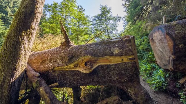 View of a large, fallen Sitka spruce log on the lush, old-growth forest floor of the Giant Spruce Trail near Cape Perpetua, Yachats, Oregon. The trail follows Cape Creek through a vibrant forest with 