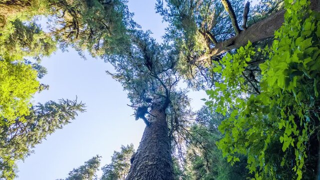 Vertical footage looking up at a dense canopy of towering, 500-year-old Sitka spruce trees along the Giant Spruce Trail near Cape Perpetua, Oregon.