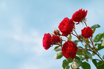 Obraz premium Vibrant red roses against clear blue sky in blooming garden
