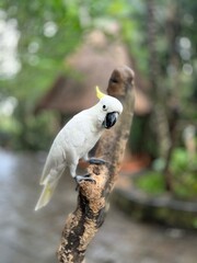 Yellow-crested white cockatoo perched on a tree trunk and performing © Deni Sanova