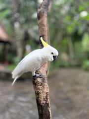 Yellow-crested white cockatoo perched on a tree trunk and performing © Deni Sanova