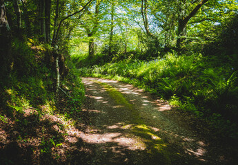 Obraz premium A sun dappled lane passing through leafy woodland in the Spring as bluebells are in bloom