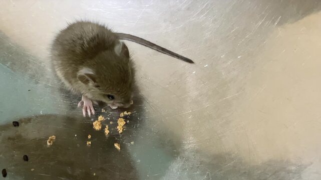 Mouse as a Household Pest. A small gray mouse eating food scraps sits in a kitchen utensil as a symbol of a dangerous pest and carrier of diseases