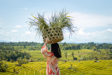European woman carrying traditional woven baskets filled with fresh grass, walking through lush green rice fields in rural Bali.