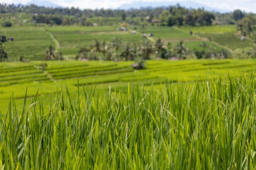 View of rural rice fields in Bali Indonesia