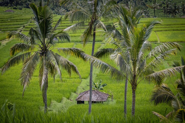 View of rural rice fields in Bali Indonesia