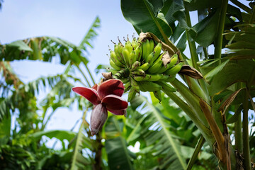Banana tree with flower in Bali, Indonesia