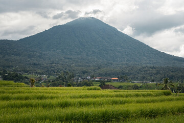 Agung volcano view surrounded by rice fields in Bali Indonesia