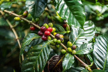 Green unripe coffee beans on the tree