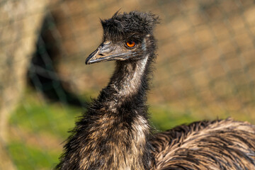 An emu in its enclosure with a blurred background