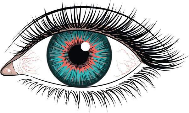 Detailed human eye vector illustration with blue teal iris long eyelashes and realistic anatomy for medical or beauty design