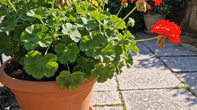 Vibrant red geraniums bloom in a terracotta pot basking in sunlight Lush green leaves surround delicate petals on a stone patio A beautiful garden scene
