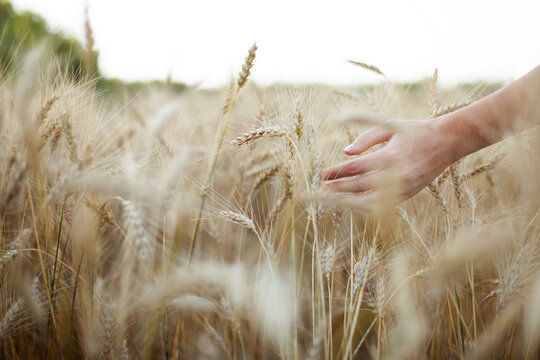 Hand touching wheat in an agricultural field outdoors