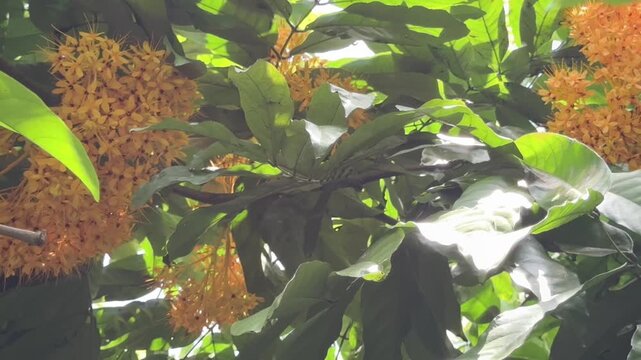 Group of Saraca flower hanging on branch . Ashok tree.Yellow petals.
