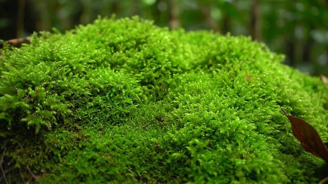 Vibrant green moss carpets a forest floor in this close up shot Soft velvety texture beckons exploration of this natural wonder